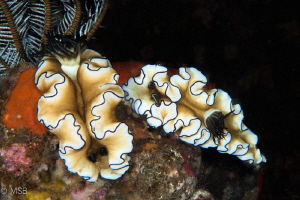 Double Glossodoris atromarginata in seraya secret. by Mehmet Salih Bilal 